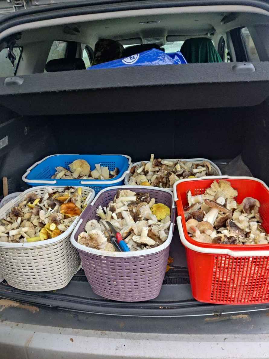 В белорусских лесах пошли зимние опята. Какие ещё грибы не спугнули первые снегопады?