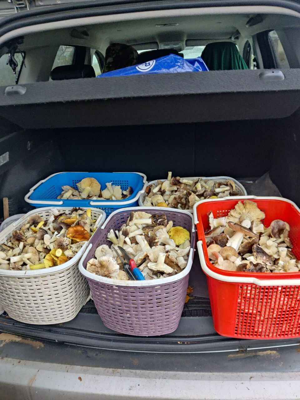 В белорусских лесах пошли зимние опята. Какие ещё грибы не спугнули первые снегопады?