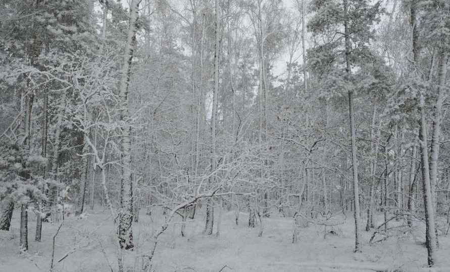 Белорусы поделились кадрами «настоящей зимы» и первых снеговиков, а ЖКХ перевели на усиленный режим