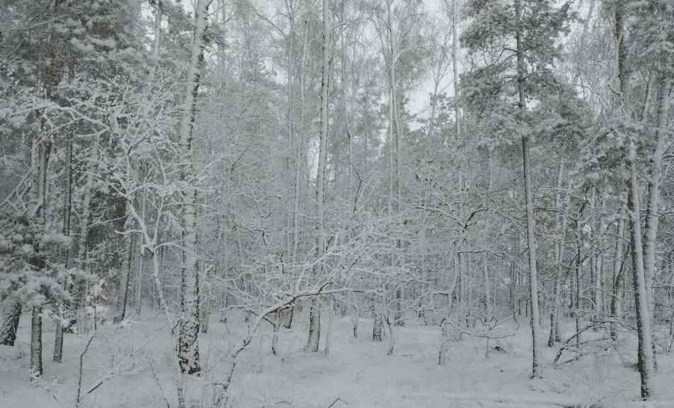 Белорусы поделились кадрами «настоящей зимы» и первых снеговиков, а ЖКХ перевели на усиленный режим