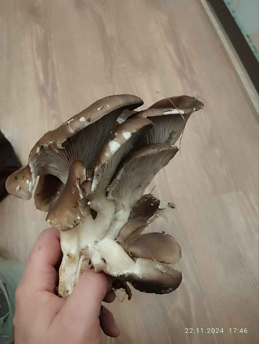 В белорусских лесах пошли зимние опята. Какие ещё грибы не спугнули первые снегопады?