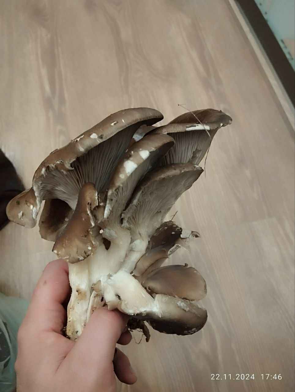 В белорусских лесах пошли зимние опята. Какие ещё грибы не спугнули первые снегопады?