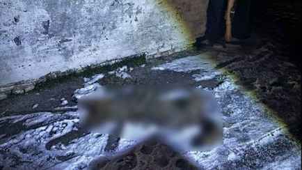 «Стреляй, стреляй!» — В Хойникском районе волк напал на мужчину