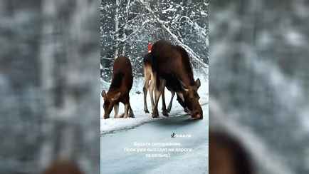 «Зачем сигналят?» — Под Гомелем лоси устроили затор на дороге