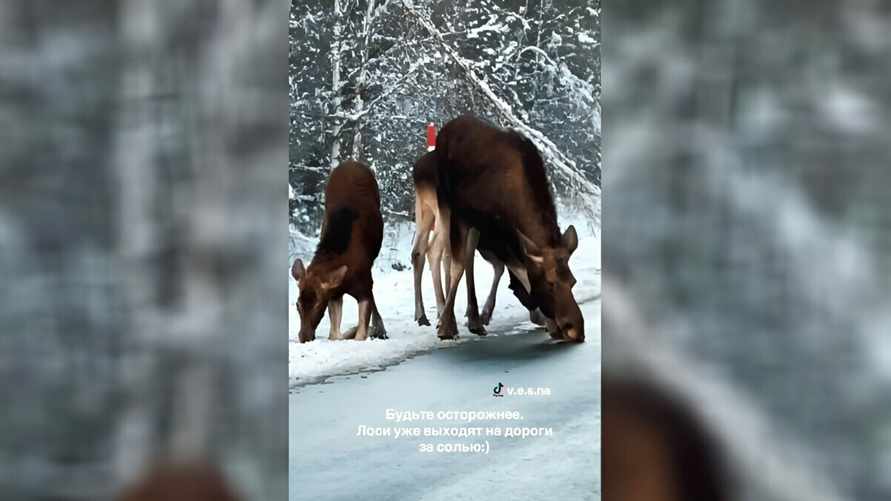 "Зачем сигналят?" — Под Гомелем лоси устроили затор на дороге