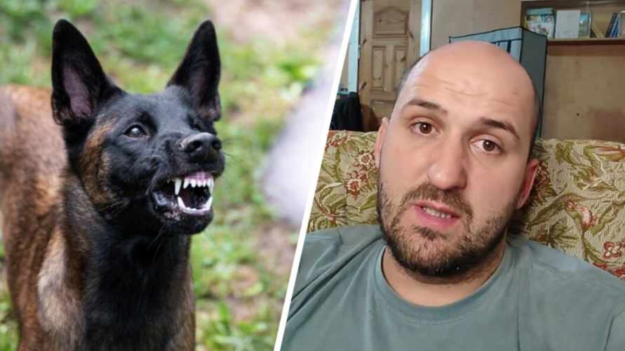 "Удивляются, почему не стала послушной" - Белорусский кинолог рассказал, какая ошибка хозяев приводит к агрессии собак