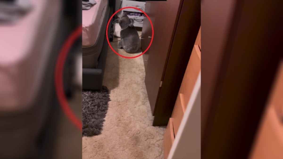 "Хотел спать в моей кровати" - В Австралии сняли вторжение коалы в спальню