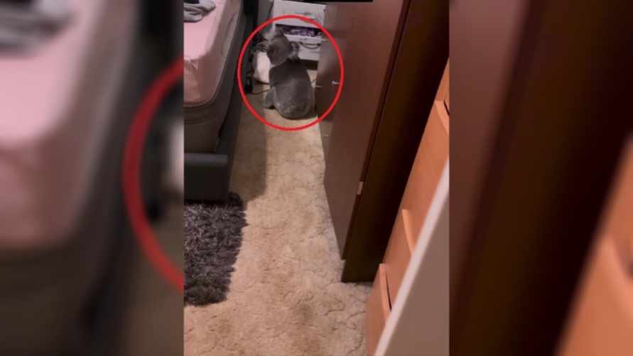 "Хотел спать в моей кровати" - В Австралии сняли вторжение коалы в спальню