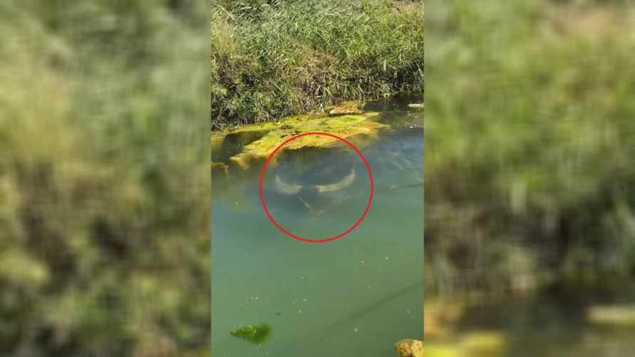 "Страшный сон крокодилов" - Видео с быком-"аквалангистом" впечатлило почти 65 млн пользователей TikTok