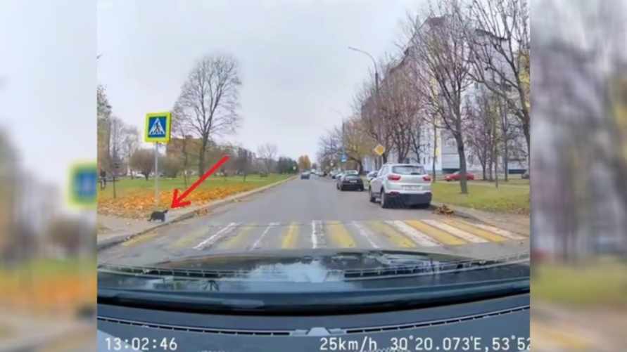 "Законопослушный" кот из Могилёва восхитил белорусов в TikTok. Но "респект" выразили не только ему