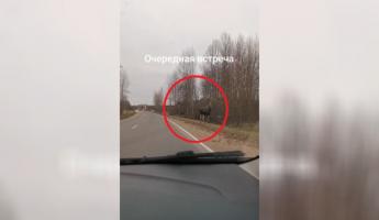 «Обалдеть вы смелые» — На видео попало, как три лося перекрыли движение под Браславом