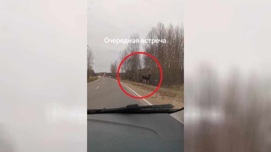 "Обалдеть вы смелые" — На видео попало, как три лося перекрыли движение под Браславом