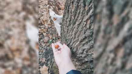 «До последнего думала, что это игрушка» — Белка-альбинос восхитила пользователей TikTok. Где живёт?