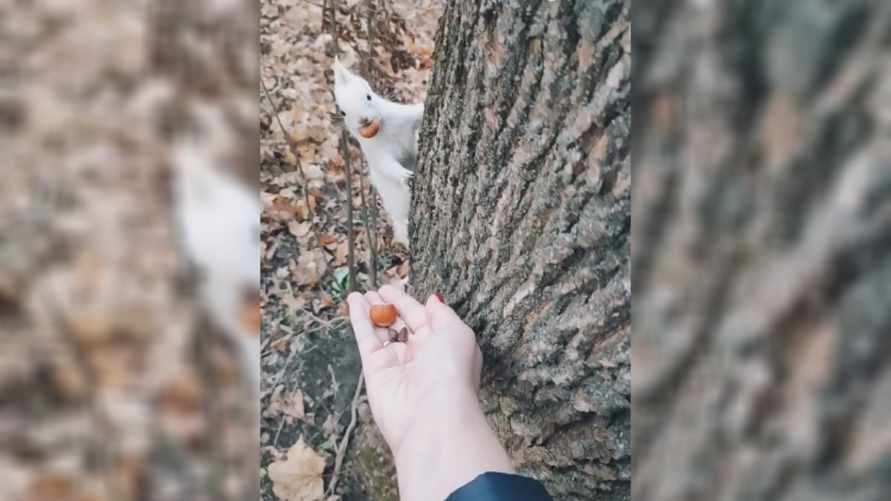"До последнего думала, что это игрушка" - Белка-альбинос восхитила пользователей TikTok. Где живёт?