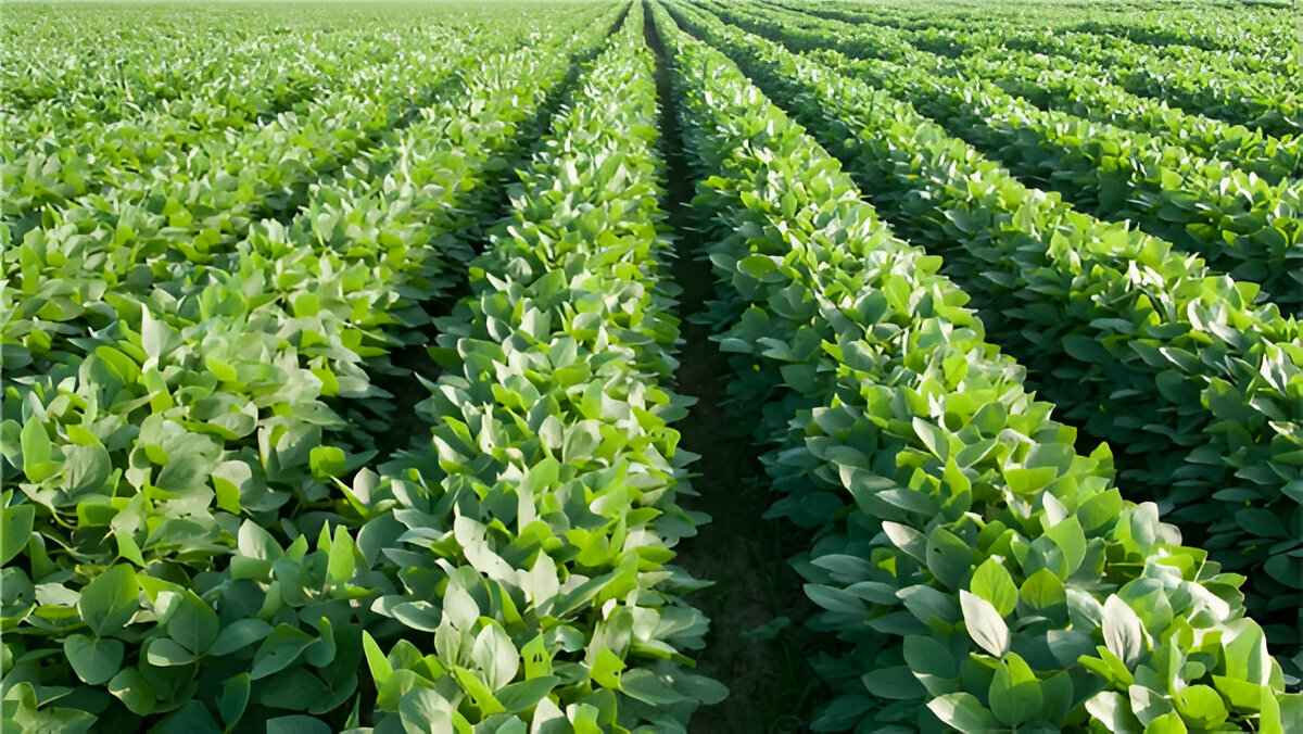 Не только персики и виноград. Лукашенко поручил выращивать в Беларуси еще одну культуру