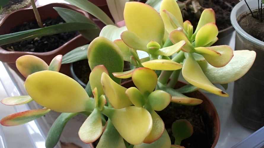 Почему у толстянки желтеют листья? Эти 3 доступных средства заставят денежное дерево расти и зеленеть