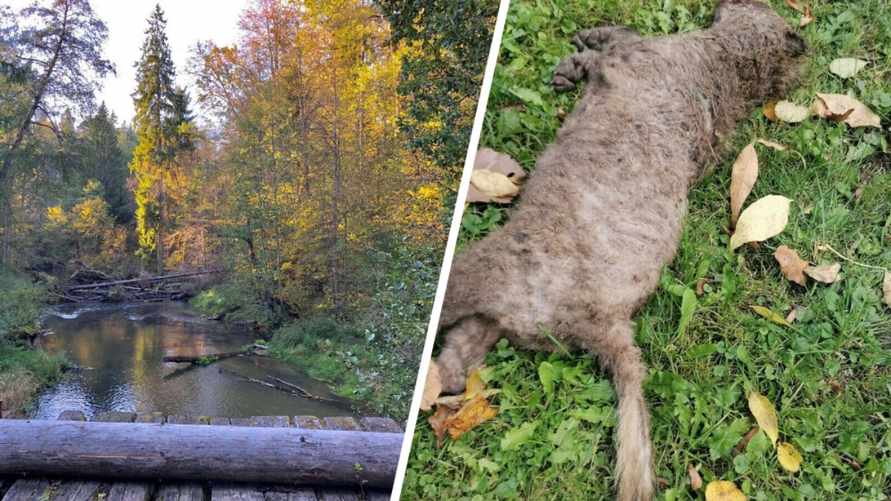 "Не повод для радости" - В Польше обнаружили новое животное, "вызывающее ужас". Где встречается в Беларуси?