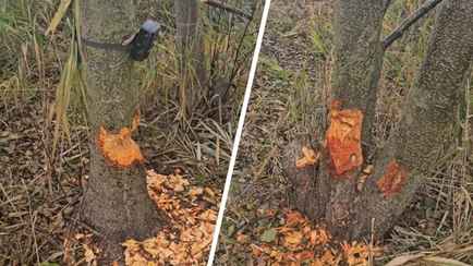 «Хочу это услышать» — Брестчанин пожаловался в TikTok, что его троллят бобры. Белорусы попросили только об одном