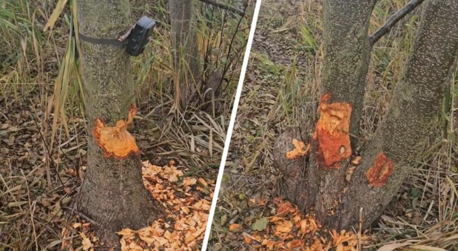 «Друзья, бобры начали меня просто троллить. Поставил фотоловушку