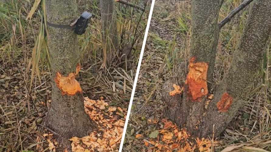 "Хочу это услышать" - Брестчанин пожаловался в TikTok, что его троллят бобры. Белорусы попросили только об одном