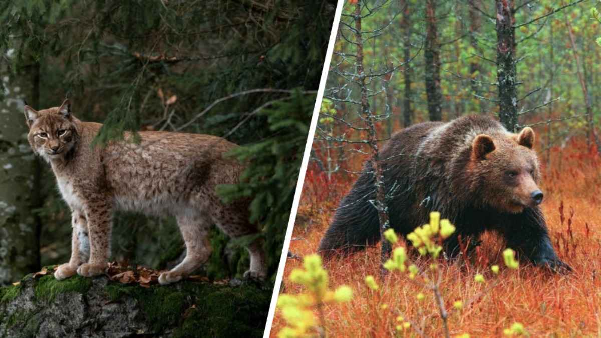 В БООР пообещали, что "массового отстрела" медведей и рысей не будет. При чем здесь НАН Беларуси?