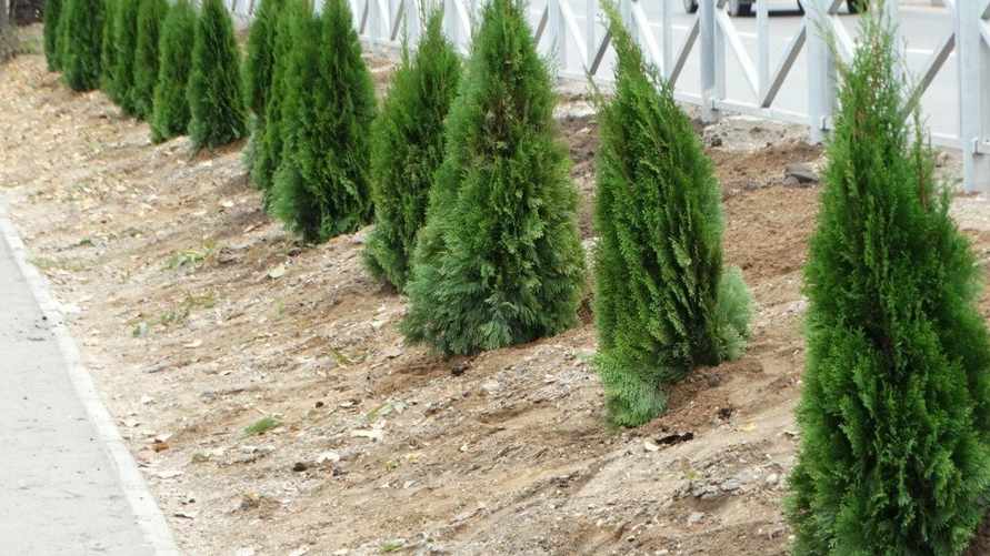 Как правильно поливать туи в ноябре? Вот в какое время это делать, чтобы не было грибка