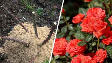 Что сделать с розами перед зимой? Эта простая процедура поможет им пережить сильные морозы