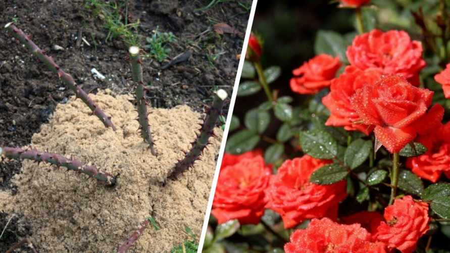 Что сделать с розами перед зимой? Эта простая процедура поможет им пережить сильные морозы