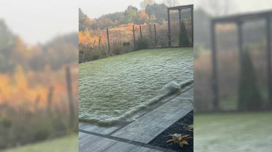 «У меня чуть не случился сердечный приступ» - В Польше сад за одну ночь полностью покрылся паутиной