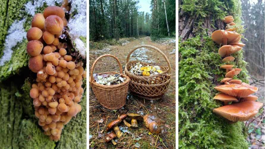 В белорусских лесах пошли зимние опята. Какие ещё грибы не спугнули первые снегопады?