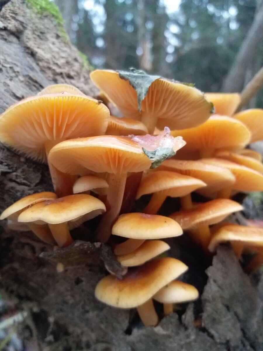 В белорусских лесах пошли зимние опята. Какие ещё грибы не спугнули первые снегопады?