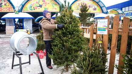 Когда в Беларуси откроют ёлочные базары? Минск, Витебск и Брест уже определились с датами