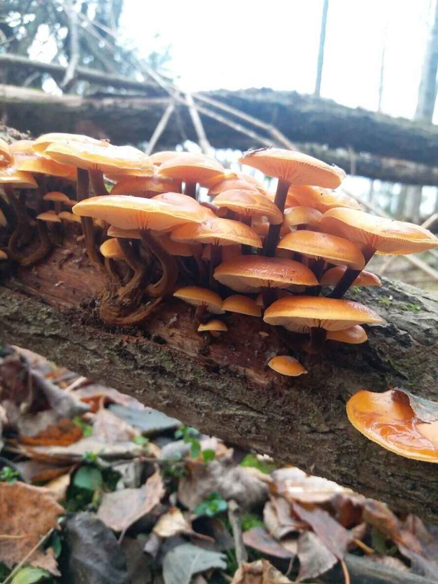 В белорусских лесах пошли зимние опята. Какие ещё грибы не спугнули первые снегопады?