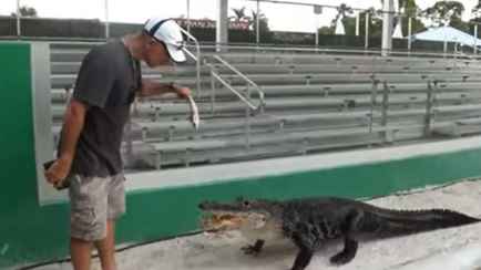 В Сети показали аллигатора, который выбирается из логова только под «Имперский марш» из «Звездных войн»