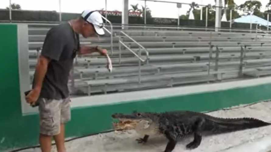 В Сети показали аллигатора, который выбирается из логова только под «Имперский марш» из «Звездных войн»