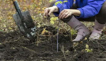 Что посеять и посадить белорусам в ноябре? Большой список цветов, овощей, кустарников