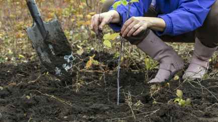 Что посеять и посадить белорусам в ноябре? Большой список цветов, овощей, кустарников