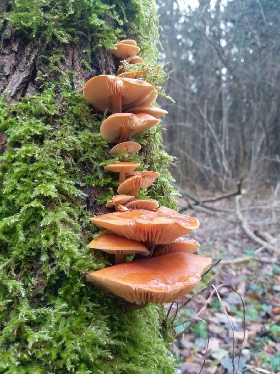 В белорусских лесах пошли зимние опята. Какие ещё грибы не спугнули первые снегопады?