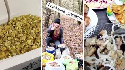 Белорусы похвастались ведрами “пищи богов”. Они признак окончания грибного сезона?