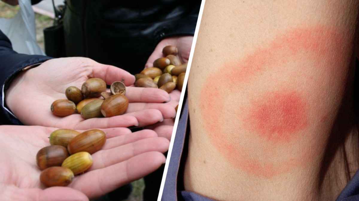 В Польше забили тревогу из-за сверхурожая желудей. Чем грозит людям через 2 года?