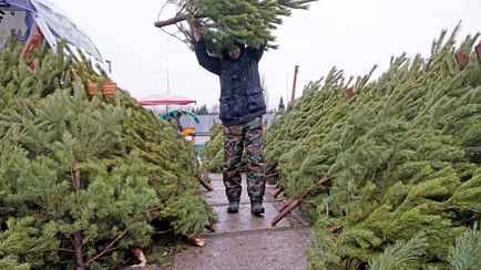 Этот копеечный способ позволит живой новогодней ёлке простоять до февраля. Что сделать сразу после покупки?