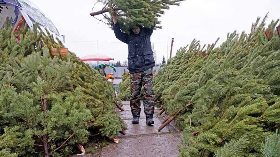 Этот копеечный способ позволит живой новогодней ёлке простоять до февраля. Что сделать сразу после покупки?