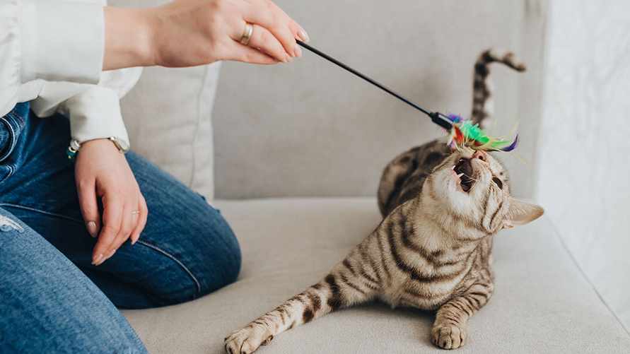 В какое время дня лучше играть с кошкой, чтобы не беспокоила по ночам? Ветеринар назвала минимальное количество минут