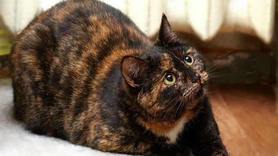 Обладателями редкого черепахового окраса чаще всего становятся самки, а вот среди рыжих кошек гораздо больше самцов 