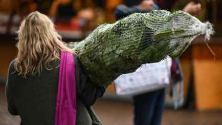 Эта «бабушкина» смесь заставит ёлку стоять дольше. Вот какие 2 продукта нужно взять на кухне