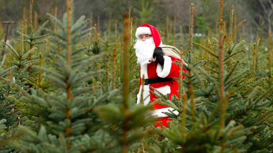 От 15 до 5600 рублей. Что обойдётся белорусам дешевле — живая ёлка, искусственная или б/у?