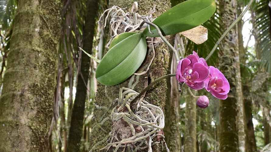 Вот так орхидеи растут в естественных условиях