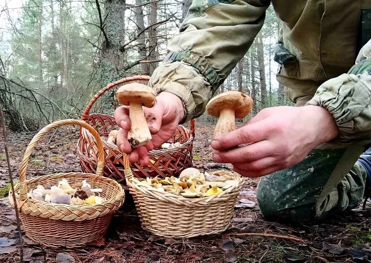 Фото: "Грибы: Грибные войска Беларуси"