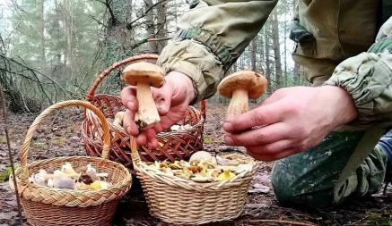 «А подснежников не набрали?» — Белорусы похвастались полными корзинами грибов 1 декабря. Вот какие 6 видов ещё можно найти