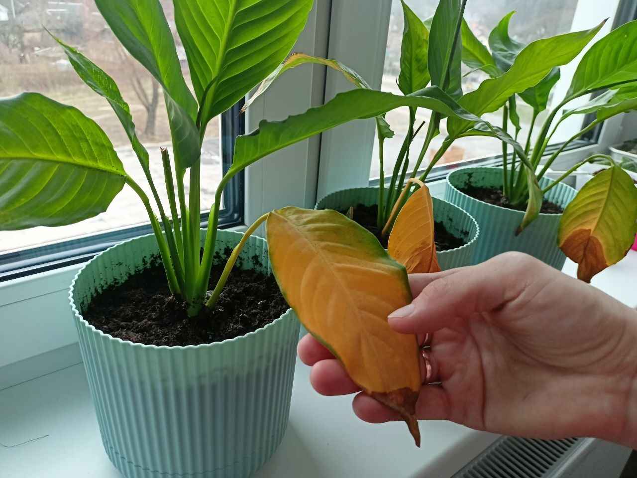 Фото: Telegraf.news